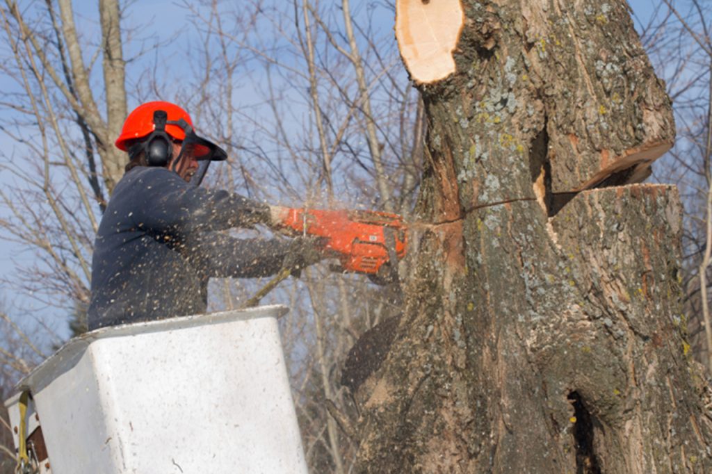 Five Reasons to Hire A Tree Felling Company